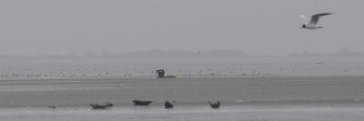 zeehondjes